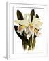 Laelia Schroederi-John Nugent Fitch-Framed Giclee Print