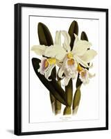 Laelia Schroederi-John Nugent Fitch-Framed Giclee Print