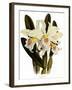 Laelia Schroederi-John Nugent Fitch-Framed Giclee Print