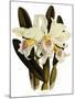 Laelia Schroederi-John Nugent Fitch-Mounted Giclee Print