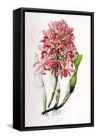 Laelia Superbiens-Porter Design-Framed Stretched Canvas