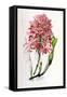 Laelia Superbiens-Porter Design-Framed Stretched Canvas