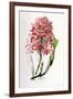 Laelia Superbiens-Porter Design-Framed Giclee Print