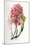 Laelia Superbiens-Porter Design-Mounted Giclee Print