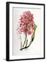 Laelia Superbiens-Porter Design-Framed Giclee Print