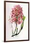 Laelia Superbiens-Porter Design-Framed Giclee Print