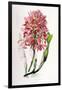 Laelia Superbiens-Porter Design-Framed Giclee Print