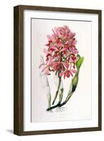 Laelia Superbiens-Porter Design-Framed Giclee Print