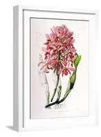 Laelia Superbiens-Porter Design-Framed Giclee Print