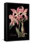 Laelia-Mindy Sommers-Framed Stretched Canvas