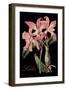 Laelia-Mindy Sommers-Framed Giclee Print