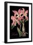 Laelia-Mindy Sommers-Framed Giclee Print