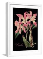Laelia-Mindy Sommers-Framed Giclee Print