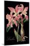 Laelia-Mindy Sommers-Mounted Giclee Print