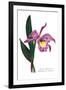 Laelio-Cattleya Empress of Russia-H.g. Moon-Framed Art Print