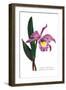 Laelio-Cattleya Empress of Russia-H.g. Moon-Framed Art Print