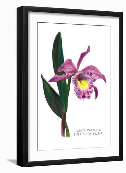 Laelio-Cattleya Empress of Russia-H.g. Moon-Framed Art Print