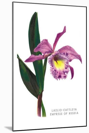 Laelio-Cattleya Empress of Russia-H.g. Moon-Mounted Art Print