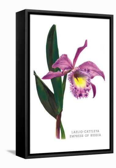 Laelio-Cattleya Empress of Russia-H.g. Moon-Framed Stretched Canvas