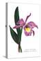 Laelio-Cattleya Empress of Russia-H.g. Moon-Stretched Canvas