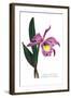 Laelio-Cattleya Empress of Russia-H.g. Moon-Framed Art Print