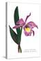 Laelio-Cattleya Empress of Russia-H.g. Moon-Stretched Canvas