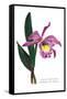 Laelio-Cattleya Empress of Russia-H.g. Moon-Framed Stretched Canvas