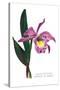 Laelio-Cattleya Empress of Russia-H.g. Moon-Stretched Canvas