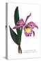 Laelio-Cattleya Empress of Russia-H.g. Moon-Stretched Canvas