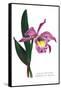 Laelio-Cattleya Empress of Russia-H.g. Moon-Framed Stretched Canvas