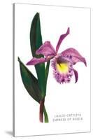 Laelio-Cattleya Empress of Russia-H.g. Moon-Stretched Canvas
