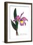 Laelio-Cattleya Empress of Russia-H.g. Moon-Framed Art Print