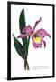 Laelio-Cattleya Empress of Russia-H.g. Moon-Framed Art Print