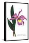 Laelio-Cattleya Empress of Russia-H.g. Moon-Framed Stretched Canvas