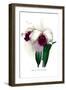 Laelio-Cattleya Rex-H.g. Moon-Framed Art Print