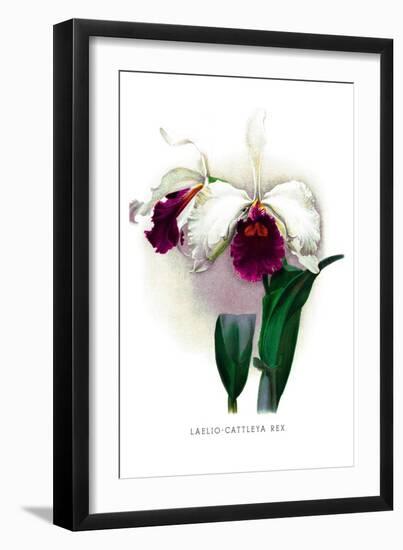 Laelio-Cattleya Rex-H.g. Moon-Framed Art Print