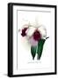 Laelio-Cattleya Rex-H.g. Moon-Framed Art Print