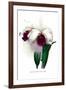 Laelio-Cattleya Rex-H.g. Moon-Framed Art Print