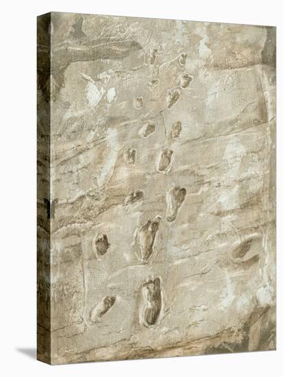 Laetoli Fossil Footprints-Kennis and Kennis-Stretched Canvas