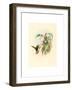 Lafresnaya Flavicaudata (Buff-Tailed Velvet-Breast), Colored Lithograph-Richter & Gould-Framed Giclee Print