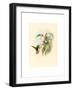 Lafresnaya Flavicaudata (Buff-Tailed Velvet-Breast), Colored Lithograph-Richter & Gould-Framed Giclee Print