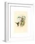 Lafresnaya Flavicaudata (Buff-Tailed Velvet-Breast), Colored Lithograph-Richter & Gould-Framed Giclee Print