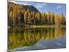 Lago San Pellegrino during fall at Passo San Pellegrino in the Dolomites. Italy.-Martin Zwick-Mounted Photographic Print