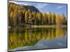 Lago San Pellegrino during fall at Passo San Pellegrino in the Dolomites. Italy.-Martin Zwick-Mounted Photographic Print