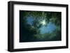 Lagoa Misteriosa at the bottom of a sink hole, Serra da Bodoquena, Mato Grosso do Sul, Brazil-Michel Roggo-Framed Photographic Print