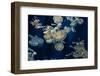 Lagoon Jelly-FrozenTime-Framed Photographic Print