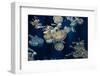 Lagoon Jelly-FrozenTime-Framed Photographic Print