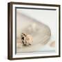 Lagoon Tidepool #2-Alan Blaustein-Framed Photographic Print