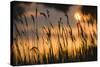 Lagoon with Silhouette of Reeds at Sunset, Camargue, France, May 2009-Allofs-Stretched Canvas