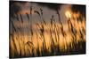 Lagoon with Silhouette of Reeds at Sunset, Camargue, France, May 2009-Allofs-Stretched Canvas